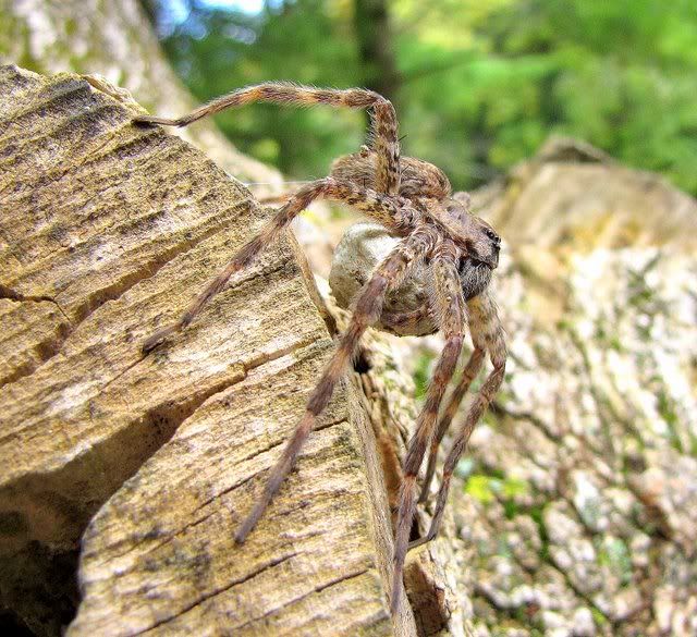 spider with egg sac valley green inn trail 041009