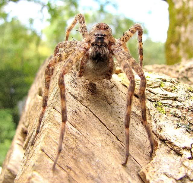 front view spider 041009