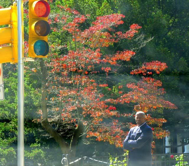 lights,leaves,man 041009