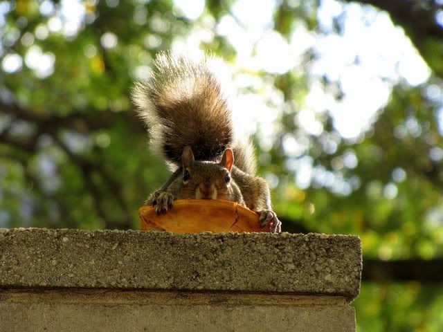 pizza-eating squirrel