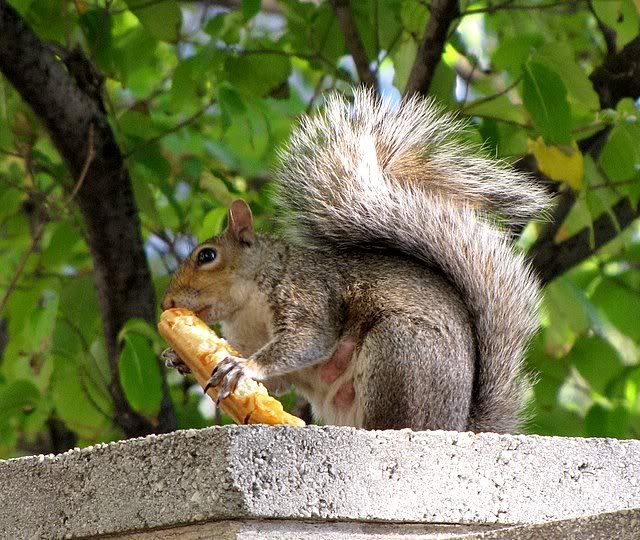park towne philly mcsquirrel 041009