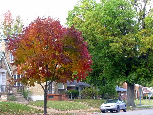 fall colour tree 171009