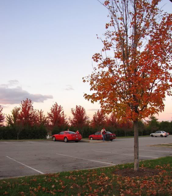 fall colours red cars fp