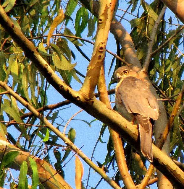 shikra in eucalyptus 231009