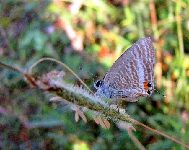 common cerulean 231009