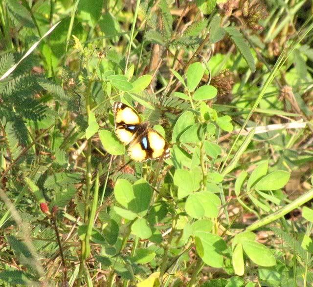 yellow pansy 231009