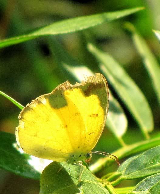 common grass yellow backlit 231009