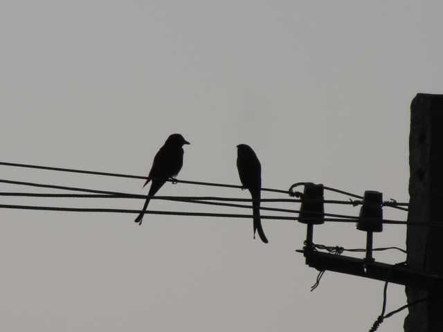 drongos on wire silhouette 241009