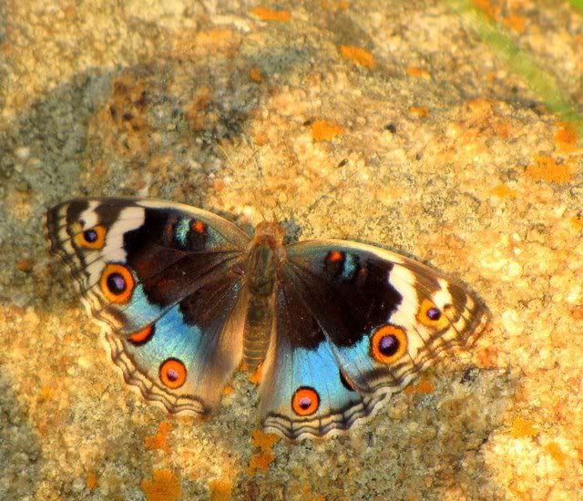 blue pansy turahalli 241009