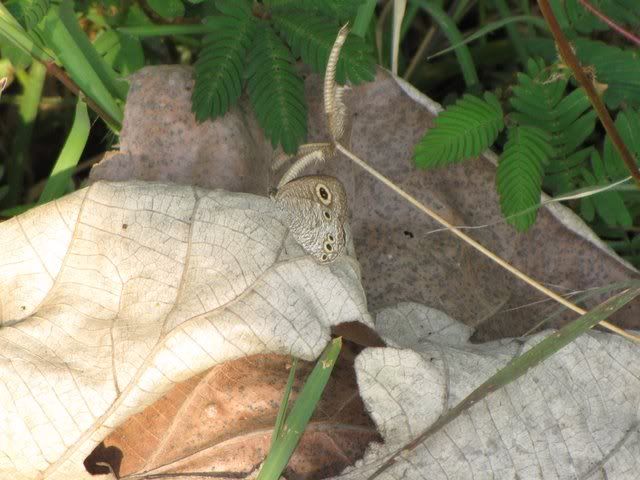 butterfly camouflage bg 231009