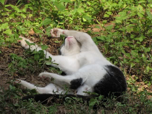 cat relaxing ramnagara trip 241009