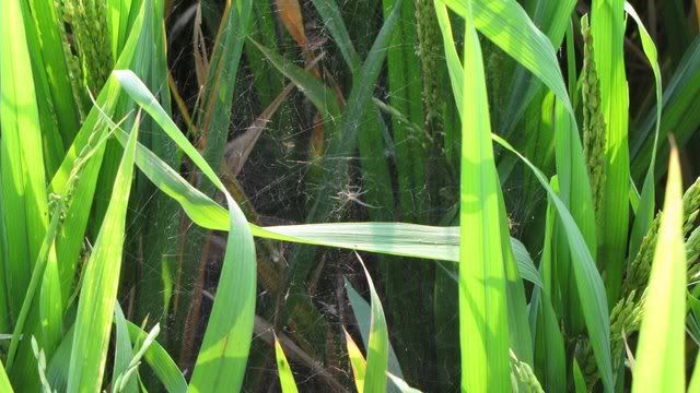 spider web in rice 241009