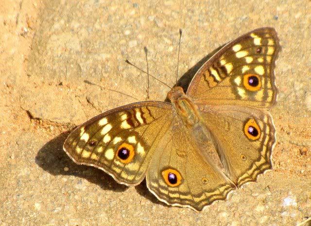 peacock pansy 301009