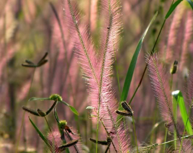 pink grass backlit 311009