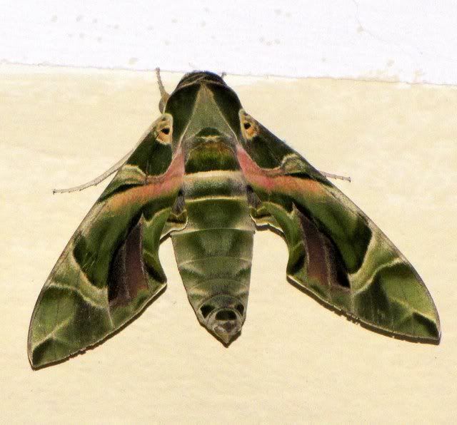 oleander hawk moth ca 041109