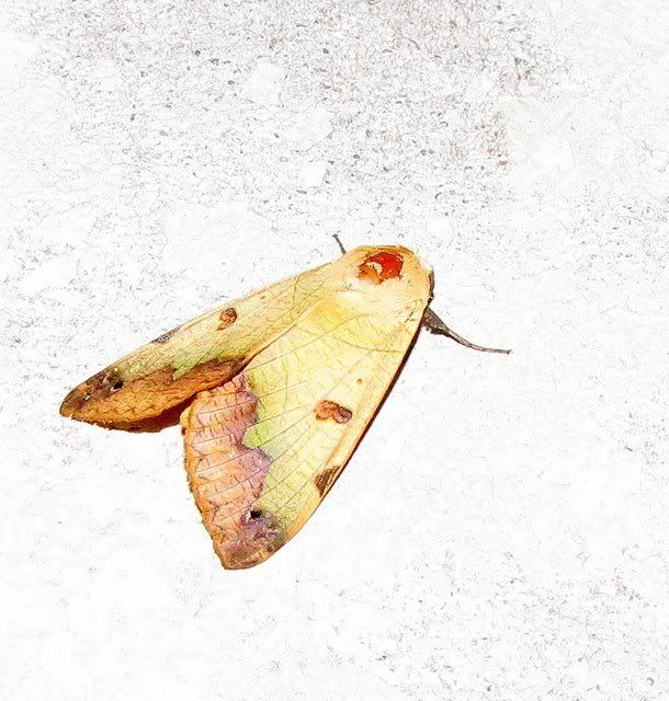 041109 un id yellow moth ca