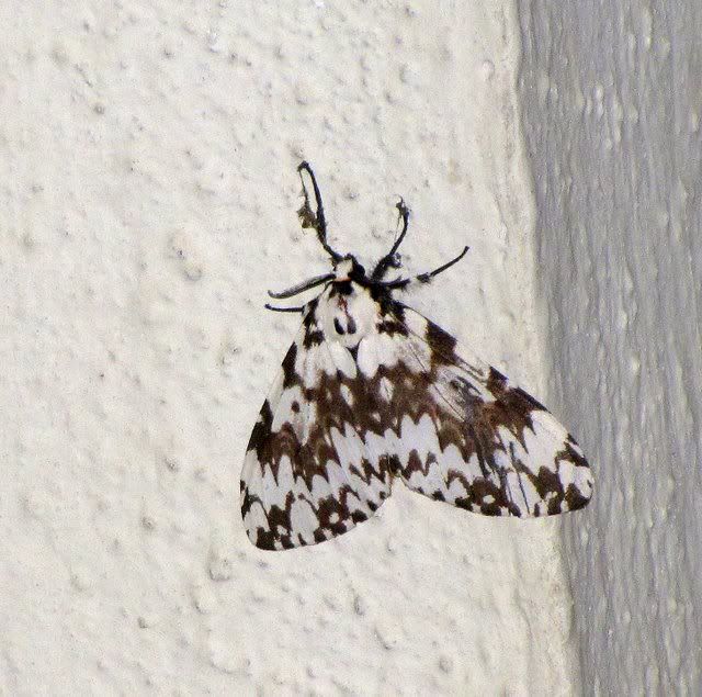 un id pied moth casa ansal 041109