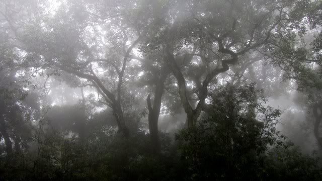 light of the mist
