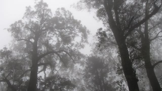 mist and upright trunks 071109