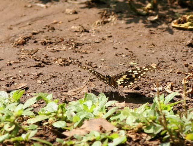 mud puddling 241009