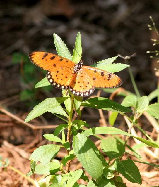 tawny coster 241009 galibore