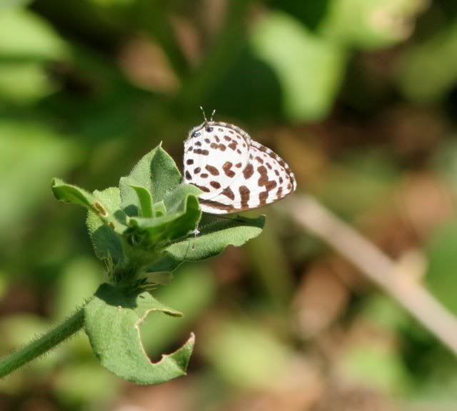 common pierrot galibore 231009