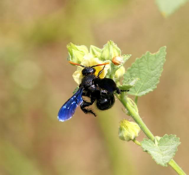 blue-winged wasp 241009