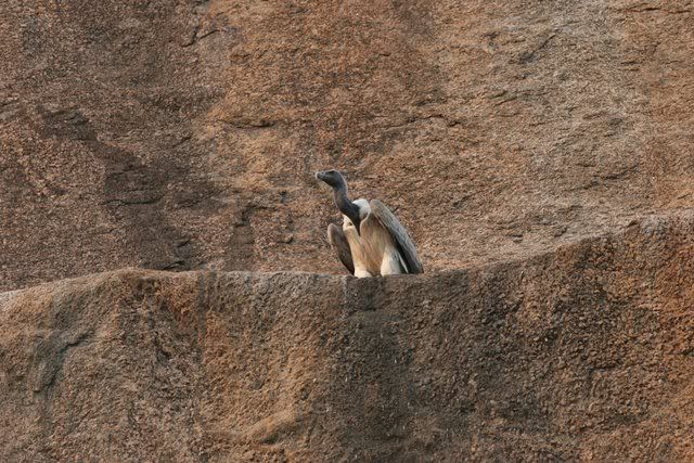 longbilled vulture ramnagara 241009