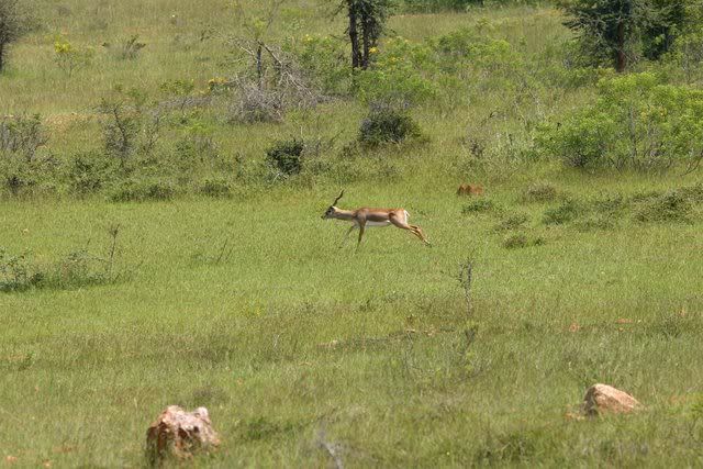 buck running 011109