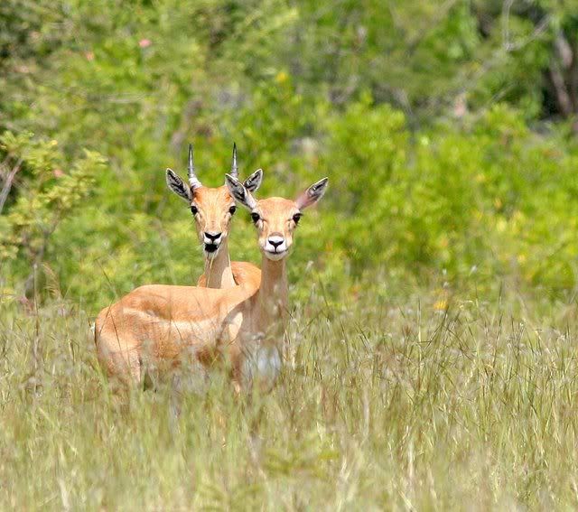 blackbuck does 011109