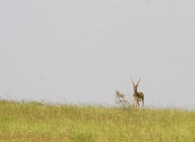 blackbuck 011109 maidanahalli