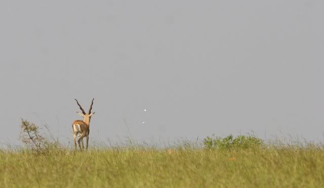 white butt of black buck 011109