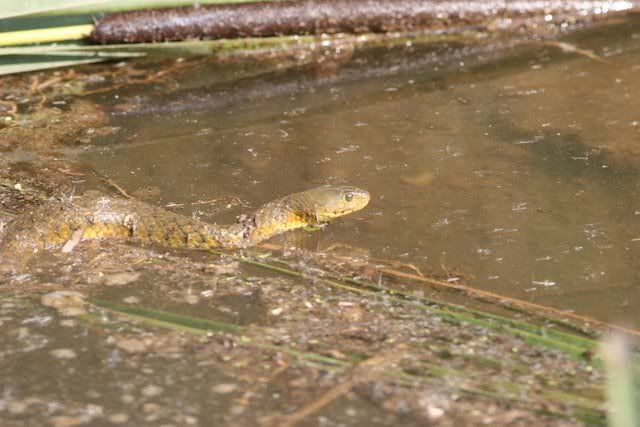 chequered keelback hunting frog 011109