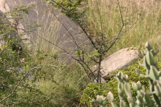 bee-eater habitat 011109