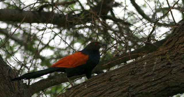 coucal 011109