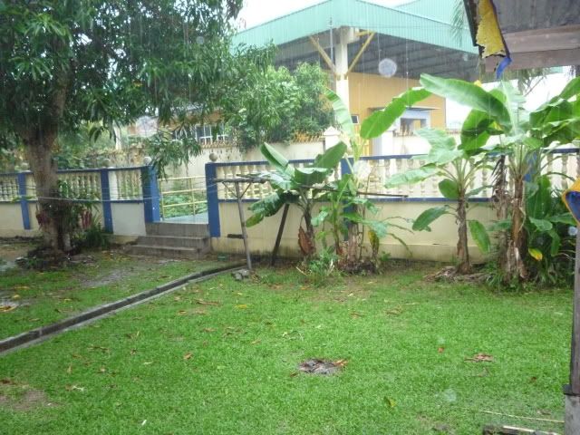 Pokok Pisang