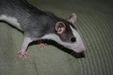 Obrazek