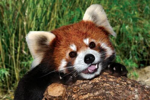 red panda