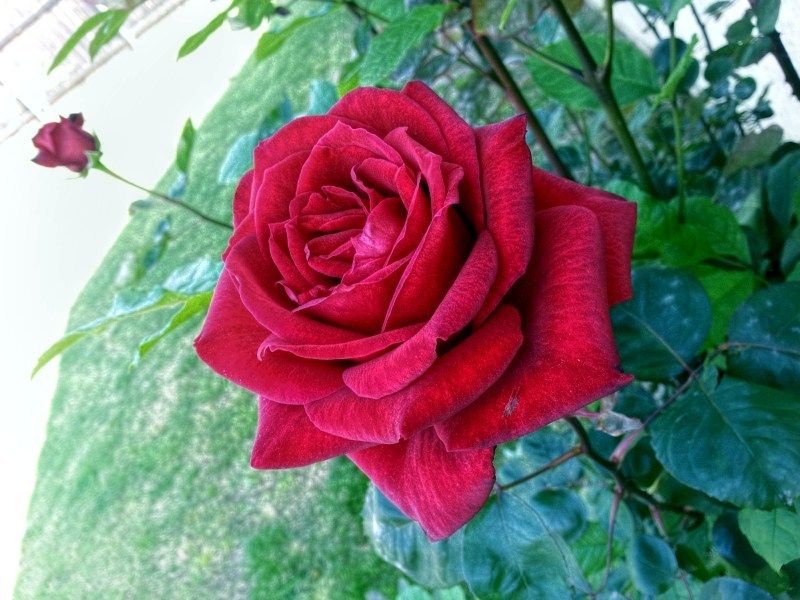 roseafter.jpg