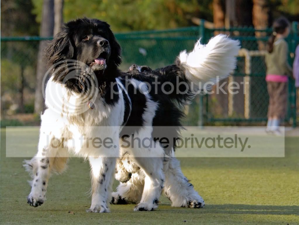gilly-dog-park_edited.jpg