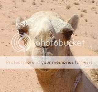 camel24.jpg