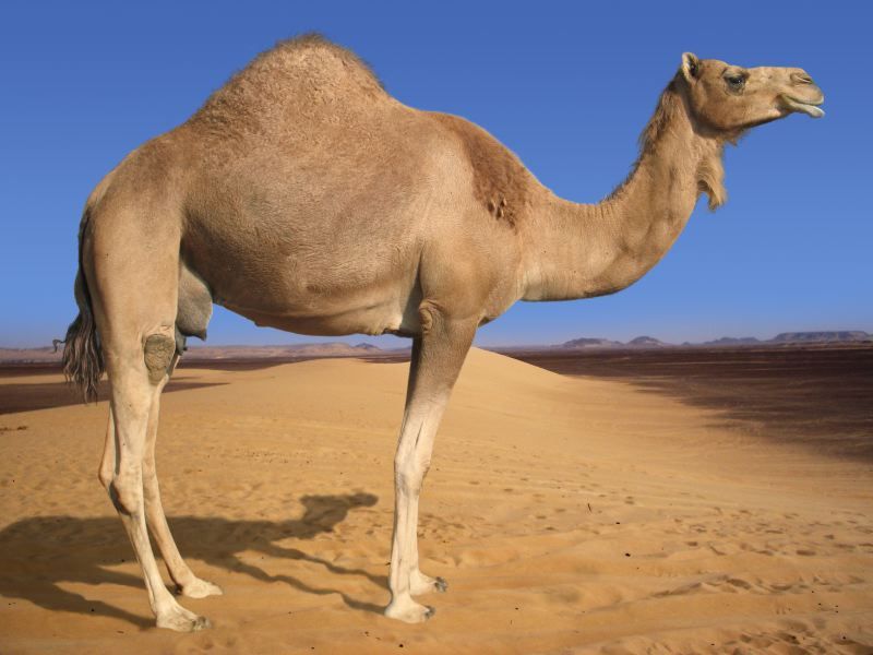 Camel2.jpg picture by madhedge