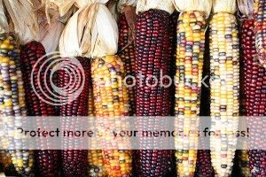 Corn1-1.jpg