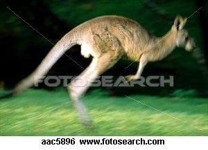 Kangaroo.jpg picture by madhedge