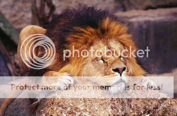 Lion2.jpg