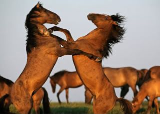 Mustang1-1-1.jpg picture by madhedge