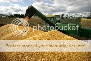 Wheat22.jpg