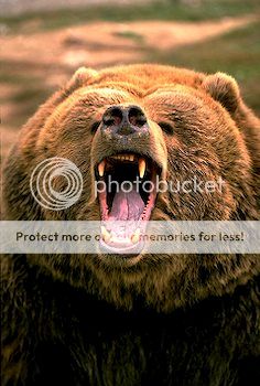 bear4-1.jpg picture by madhedge