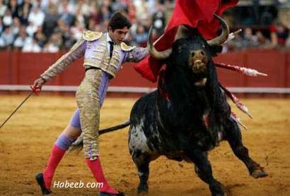 bullfight1.jpg picture by madhedge