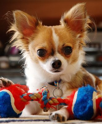 chihuahua.jpg picture by madhedge